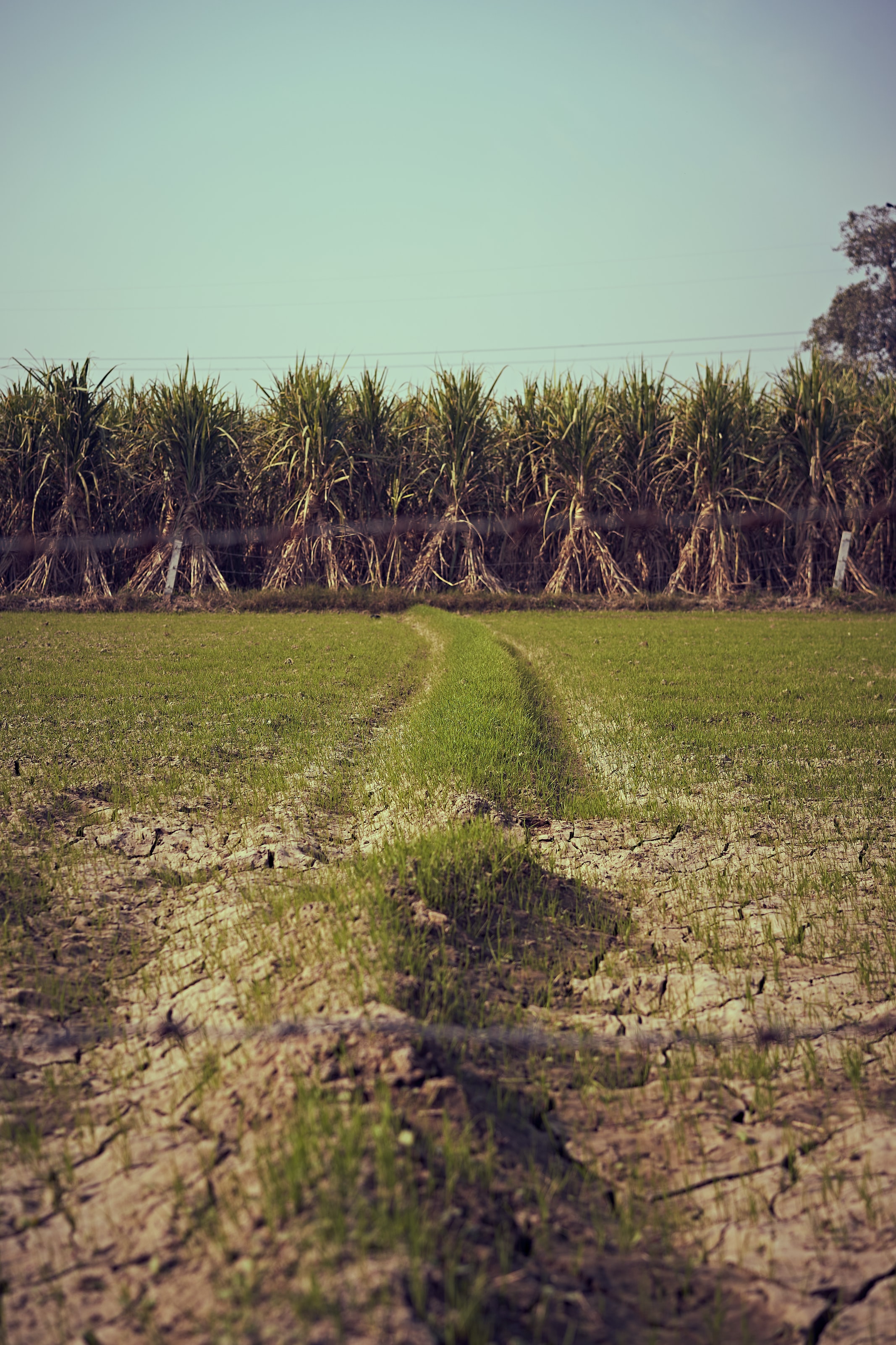 印度人说咖喱味英文,印度英语咖喱味日本英语什么味