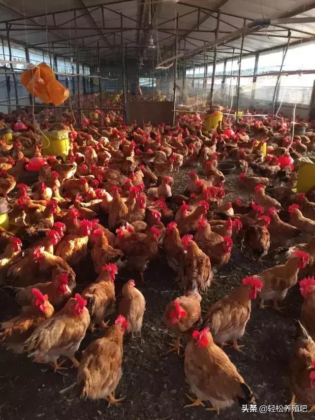 鸡肠炎拉血便怎么治,鸡肠炎处理方法