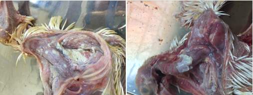 鸽子念珠菌病症怎么治,鸽子毛滴虫与念珠菌区别