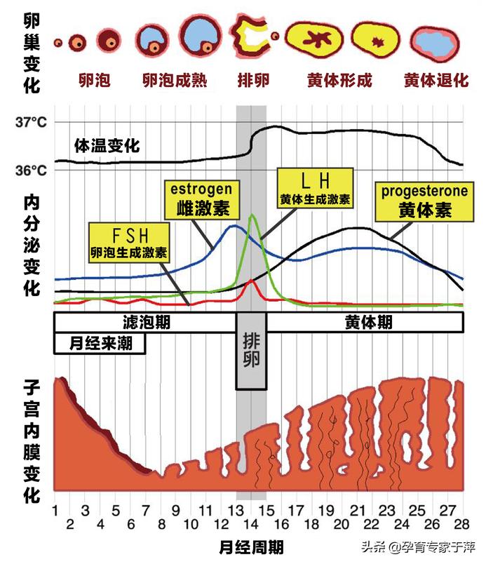 于萍谈多囊排卵,于萍怎么样了