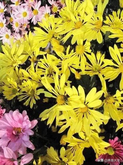 一至十二月的花期,12月到2月份的花期