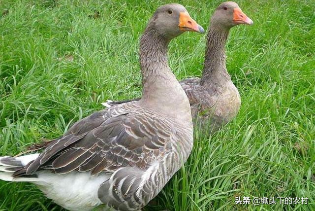 刚孵出来小鹅怎么养详细教程,养鹅孵化场地怎么建设