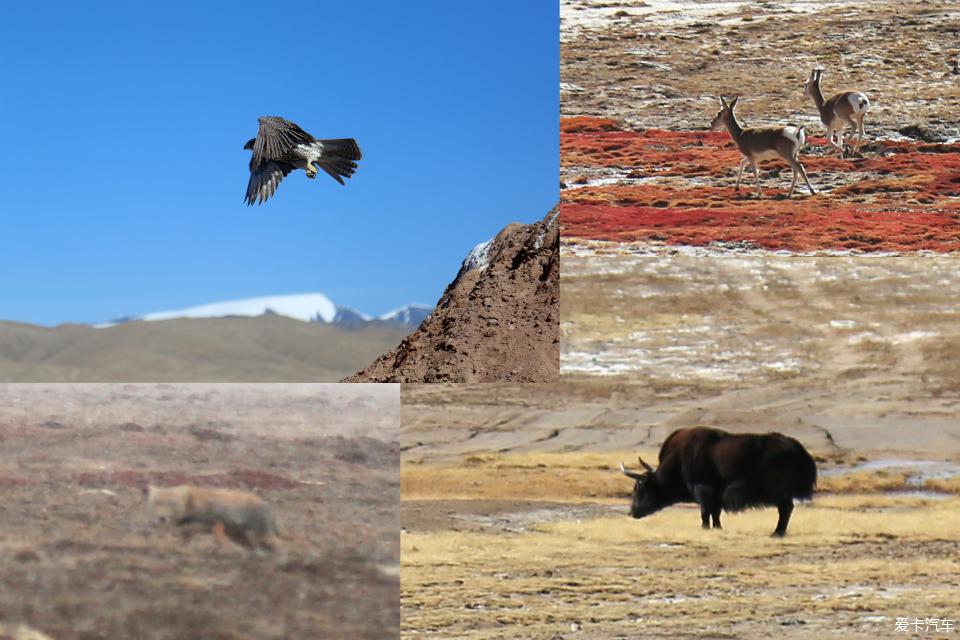 帕杰罗劲畅进藏自驾视频,帕杰罗劲畅西藏新疆自驾游