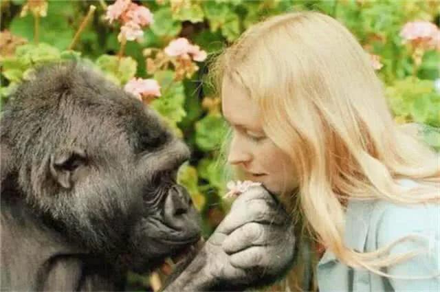 人类杂交实验可能性,日本杂交胚胎实验成功了吗