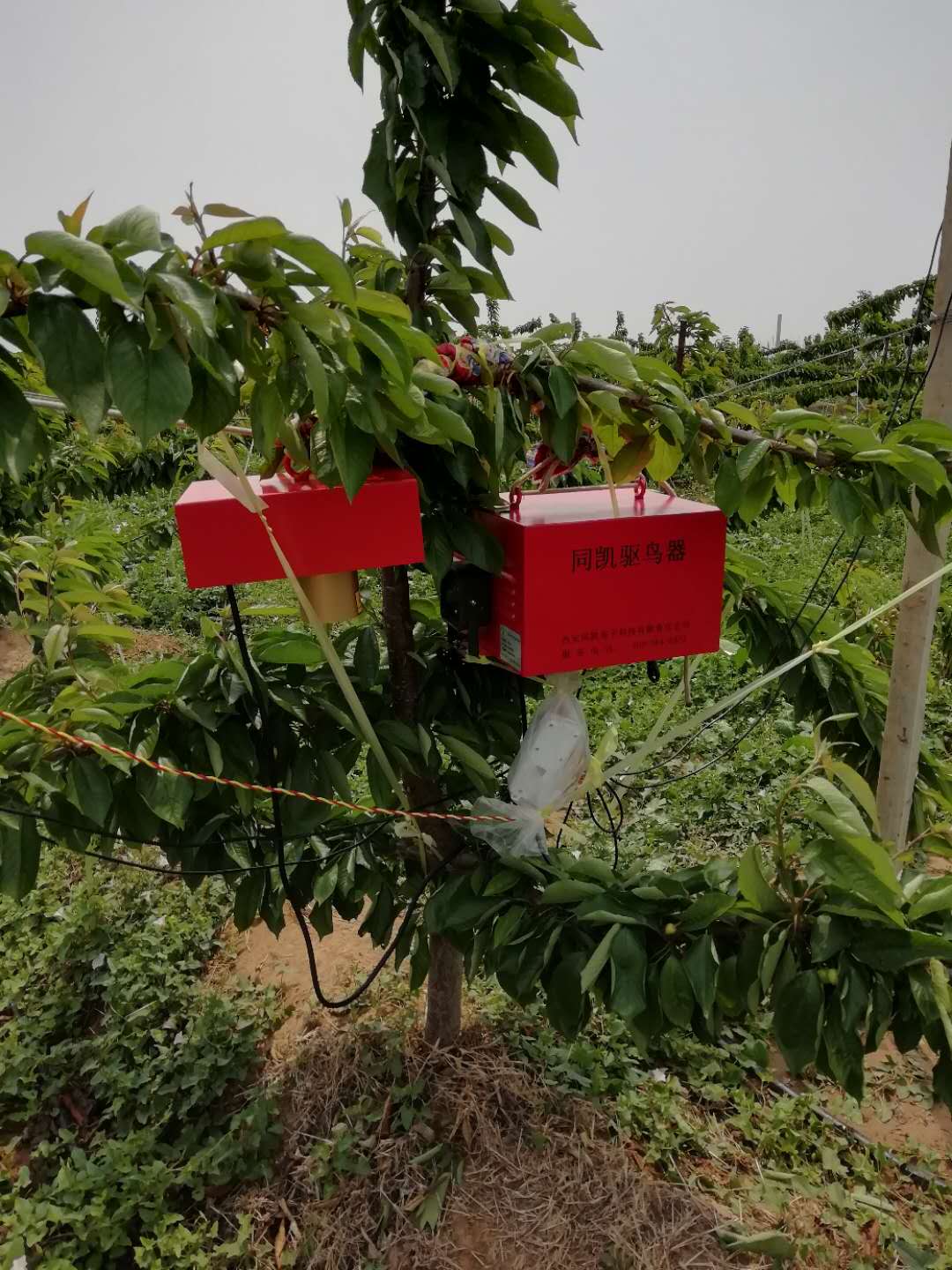 樱桃树上有喜鹊怎么办,樱桃树出现鸟害怎么办