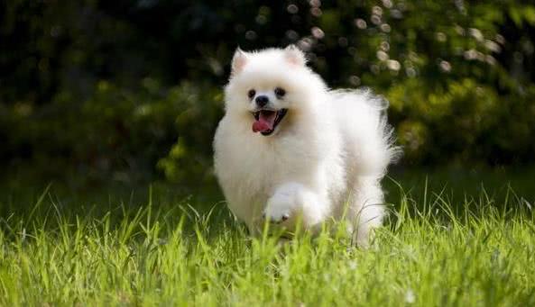 白色博美怎么修毛好看,博美修毛后多久才能长回原样