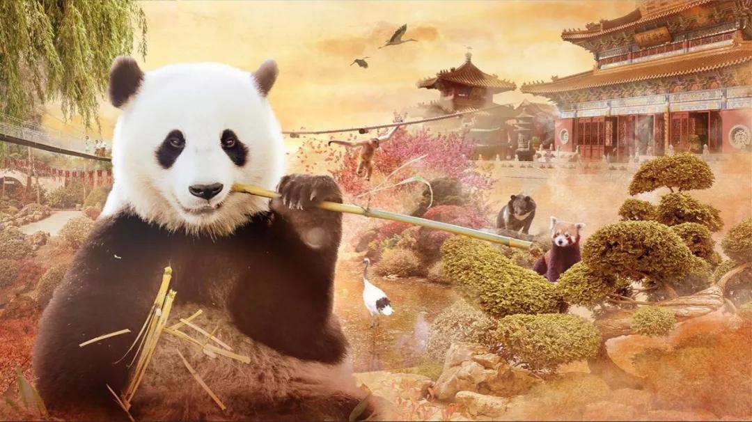 终于拍到熊猫交配的画面,荷兰人民感动疯了!果然国宝干啥都焦点