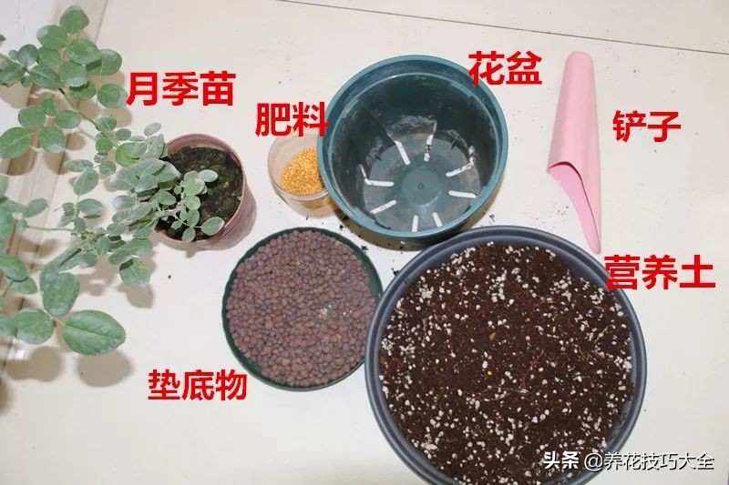 四季开花的月季又香又好养有几种,最漂亮10种盆栽月季