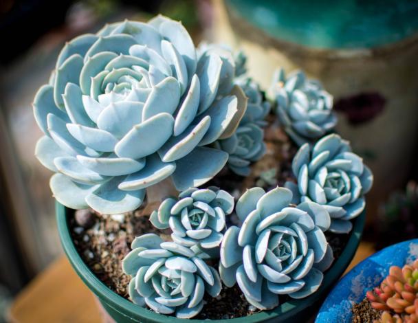 换盆后浇水不漏水怎么办,换盆后土壤怎么处理