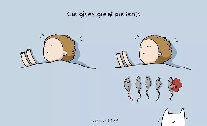 铲屎官的快乐你不懂,铲屎官的乐趣没有猫粮