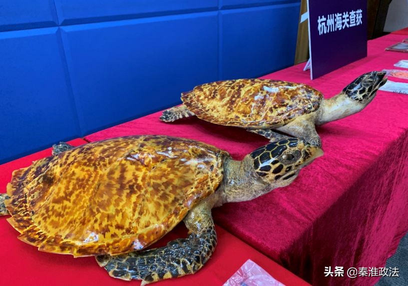 除了大象有谁能打过老虎,除了大象还有哪个动物不得癌症