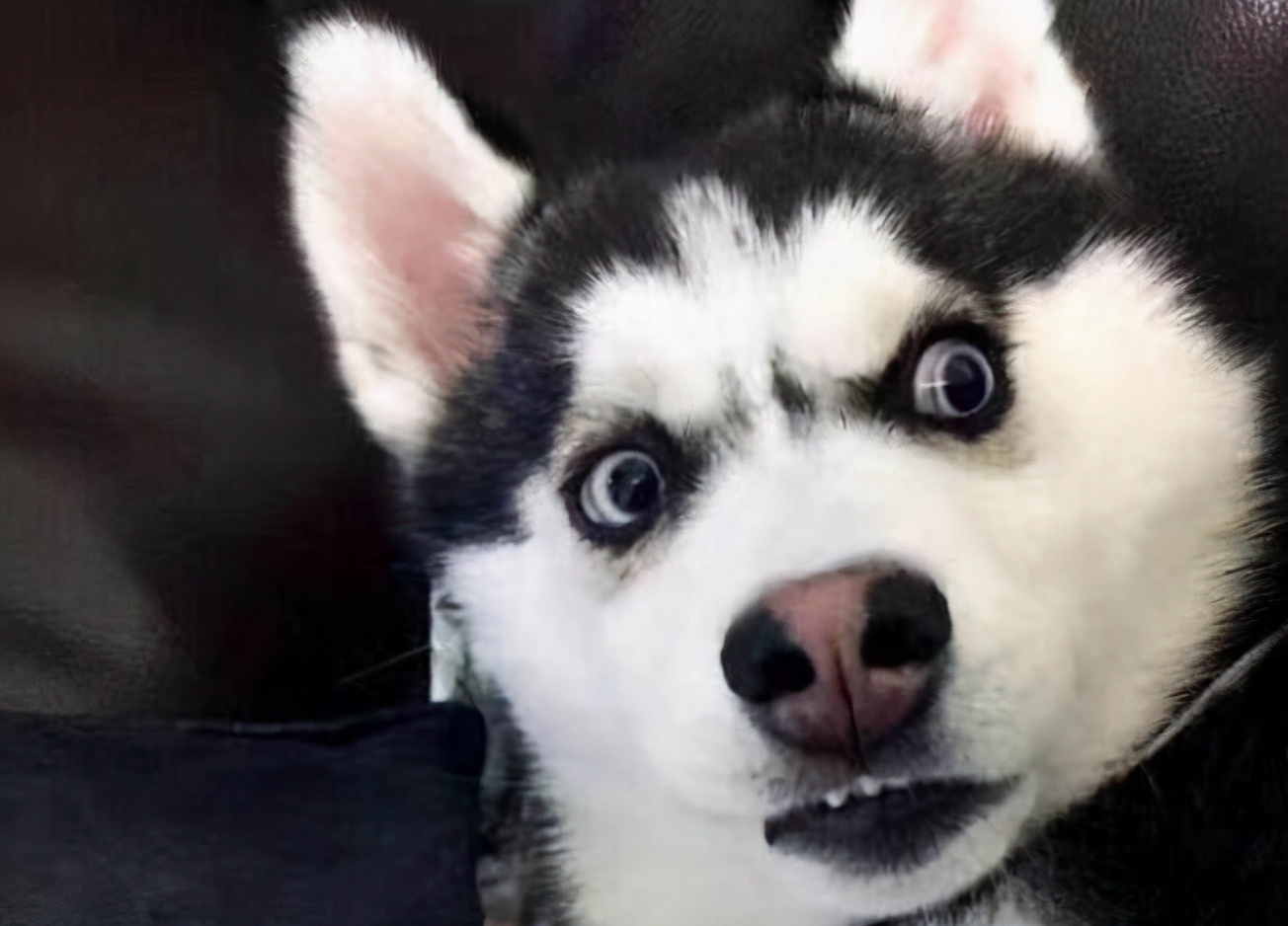 饲养哈士奇,养哈士奇新手要注意什么事项