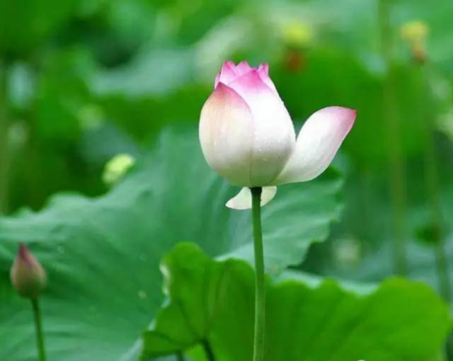 中国十大名花排行哪个是你的最爱,你知道中国十大名花是什么花吗