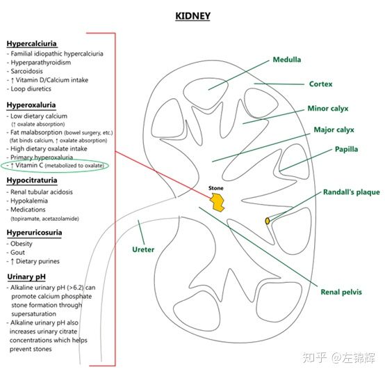 长期吃维生素c能美白吗,长期服用维生素C会提高免疫力吗