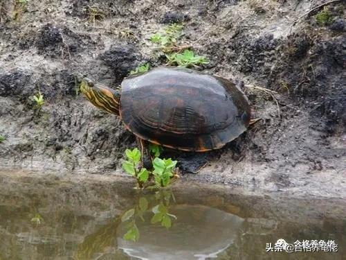 想让龟长寿，注意养生很重要