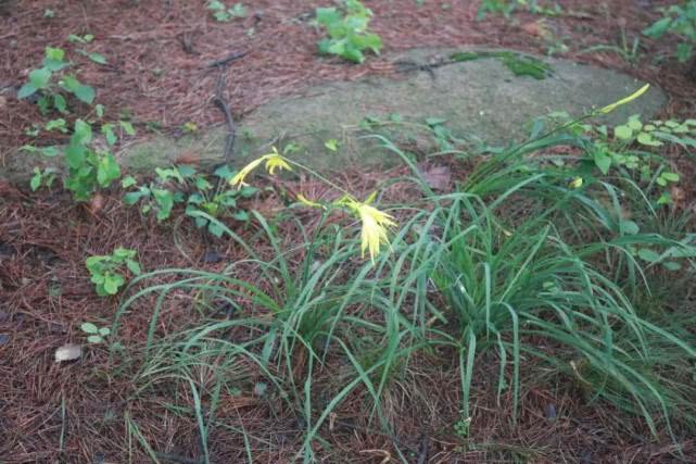 农村田里长草怎么办,农村蔬菜种植基本知识