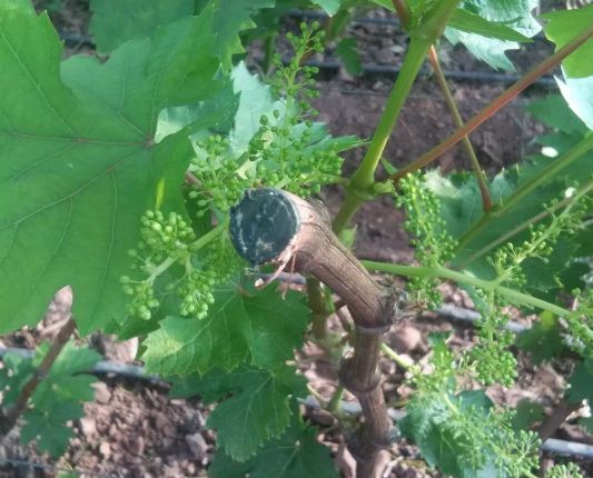 葡萄伤流是什么意思,葡萄病的特征和危害