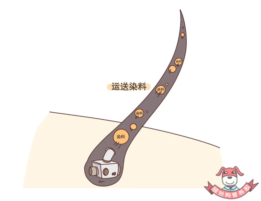 年纪轻轻白发很多可以染发吗,20岁白发吃黑芝麻还有用吗