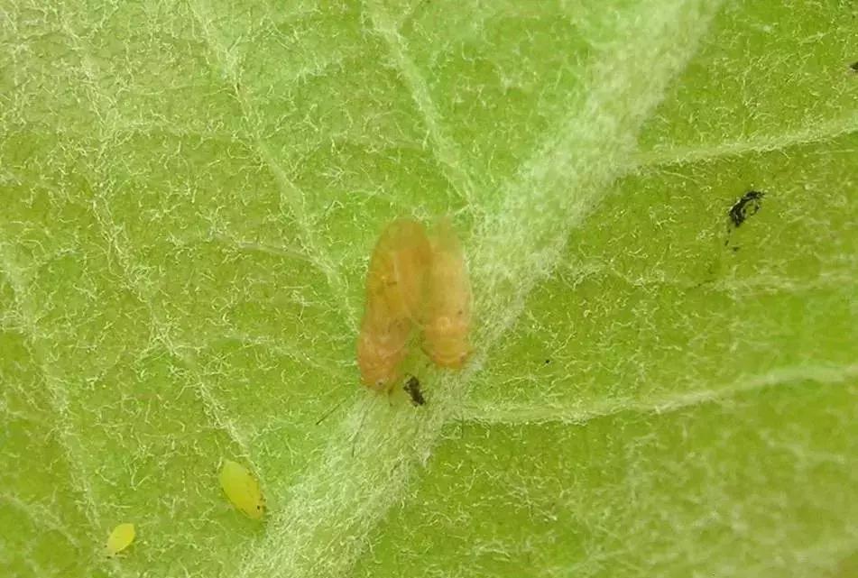 桃树梨树虫害防治什么时候为宜,梨树8大重要虫害防治方法