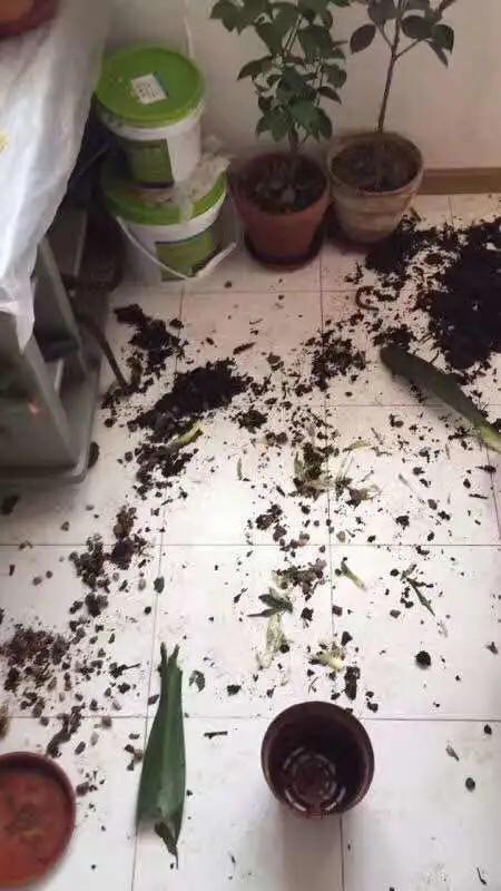 因为养猫产生家庭矛盾该不该弃养,因为养猫和婆婆有矛盾怎么判