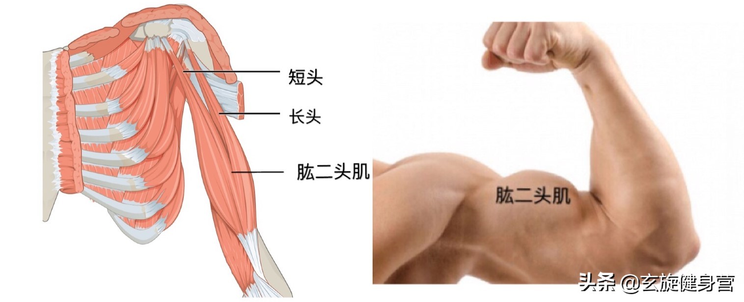 怎么消除胖手臂,瘦胳膊大臂的最快方法拉伸