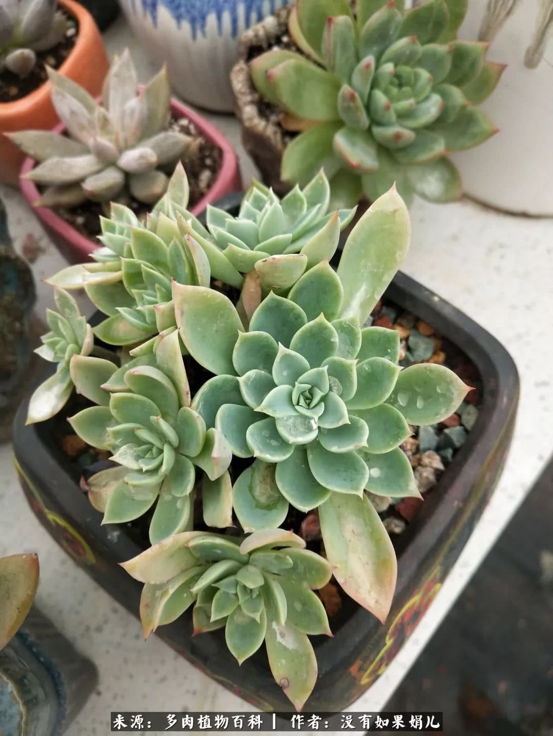 明人不说暗话，我为多肉而来！