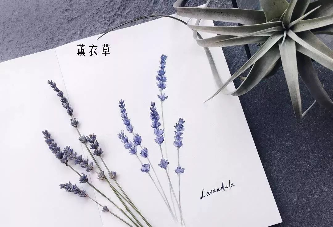 花店里同款的两种不同价格的花材,花店最容易被顾客误解的几种花材