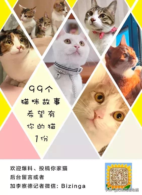 猫故事书籍,猫故事小说