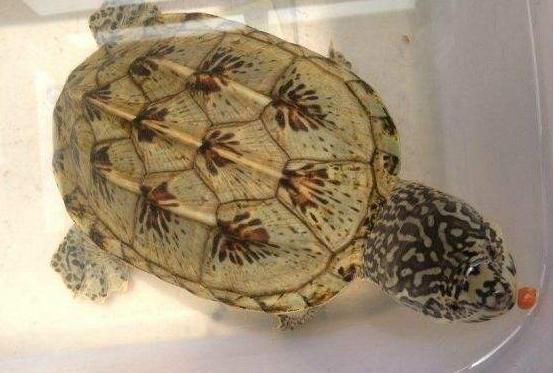 鱼池里的乌龟冬天怎么过冬,冬天乌龟如何过冬