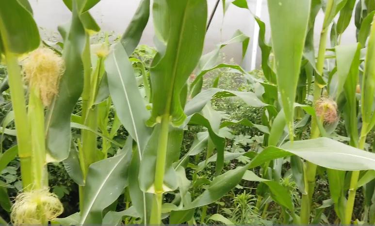 掌握好技巧，玉米喷施叶面肥很简单，省工又增产