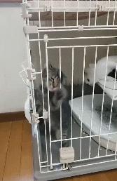 猫的内在品质,猫的本质就是嫌弃主人