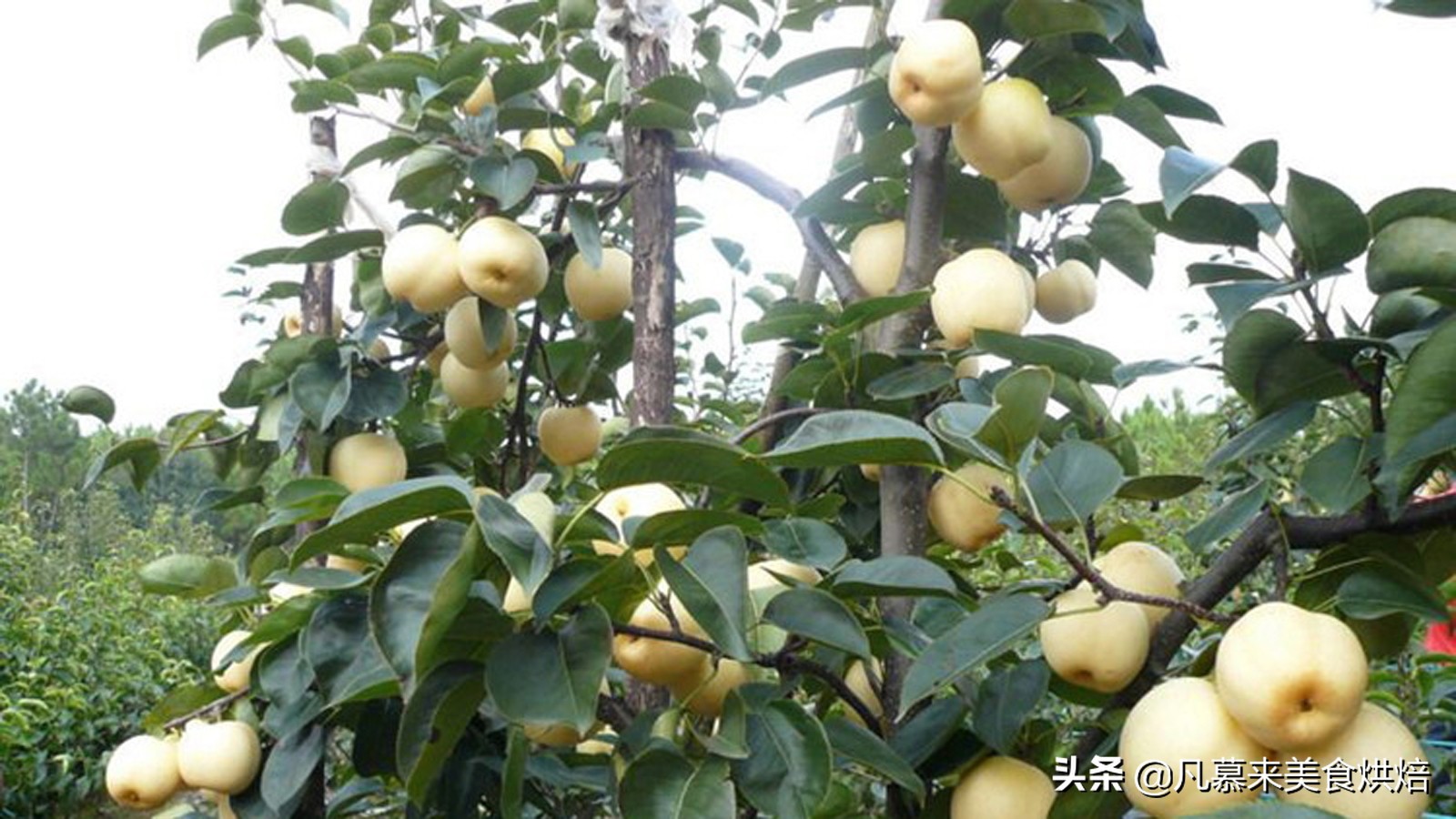 唐山什么特产适合送人,客人来唐山带点啥特产