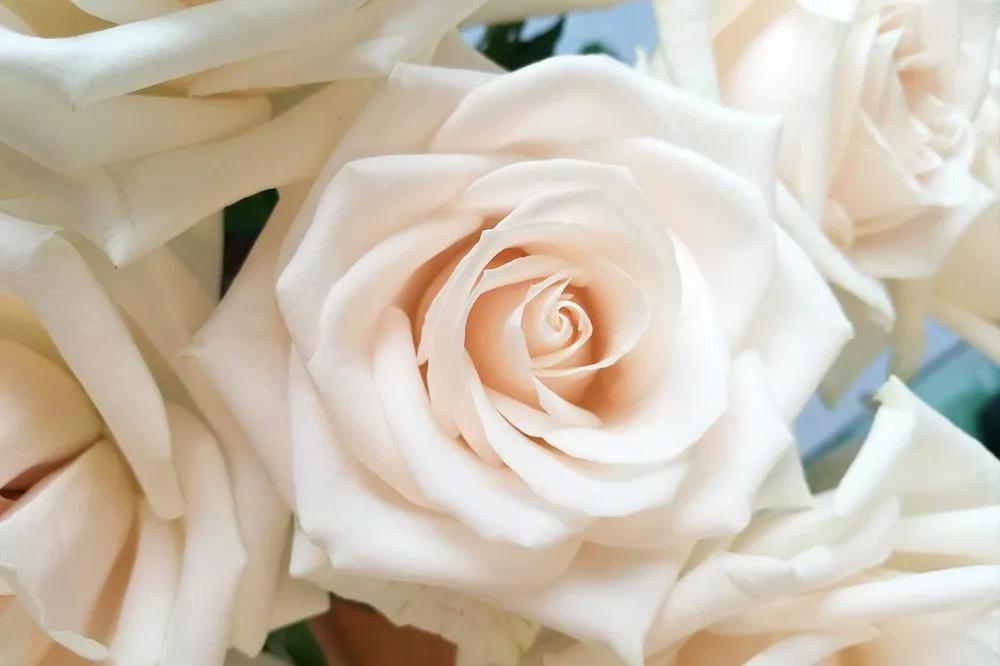 花店常用玫瑰花品种大全,一篇文章带你认识三亚40种花