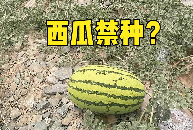 很受欢迎的一种西瓜，生长在石头缝里，明年或被禁种，吃不到了