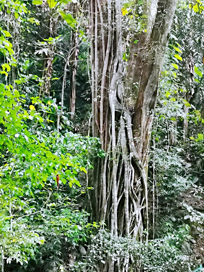 了解西双版纳的风俗和民族文化,西双版纳哈尼族特色民族文化