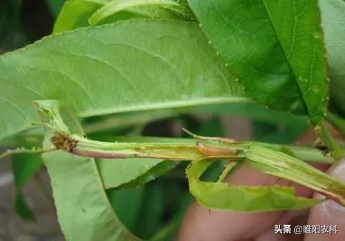 治疗玉米食心虫的药剂,治疗玉米螟的长效药