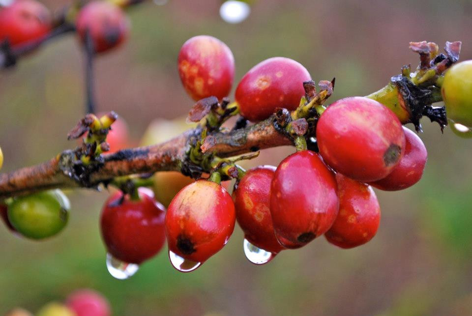 最贵的咖啡猫屎咖啡,世界上最贵的咖啡与最便宜的咖啡