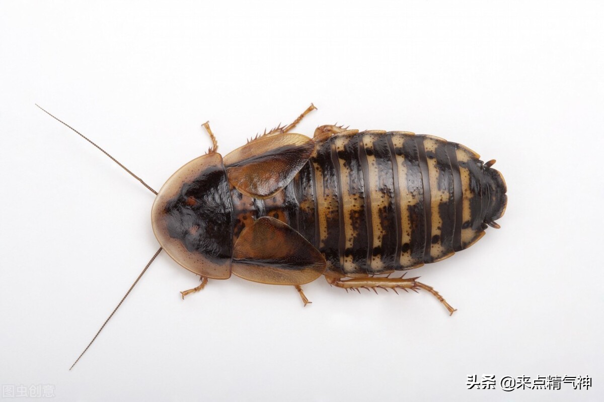 如果蟑螂爬到耳朵里怎么办,蟑螂爬进耳朵了怎么办