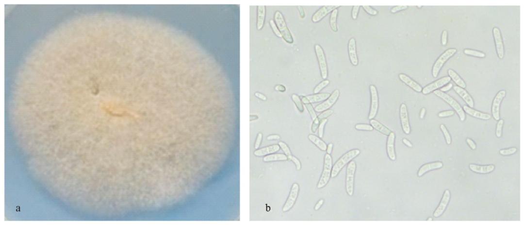 百香果茎基腐病是真菌还是细菌病,百香果基腐病喷多菌灵有效吗