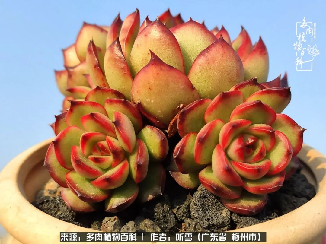 遇见多肉感恩生命中所有的相识,爱上多肉是个压力山大的事