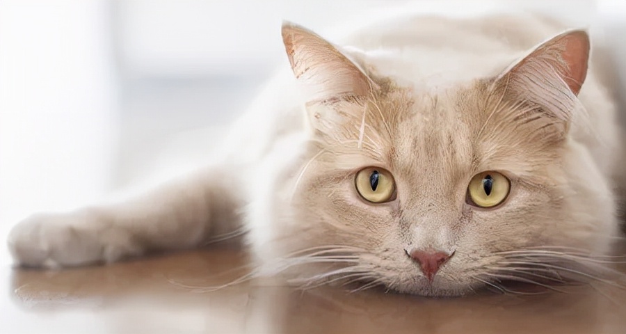 2分钟,夺走小猫咪的命