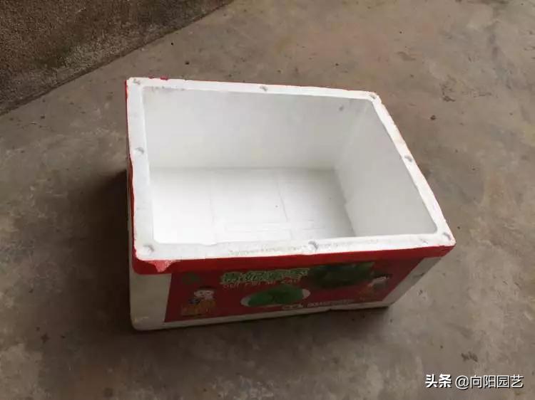 养花不用营养土,泡沫箱养花技巧什么花可以用水养