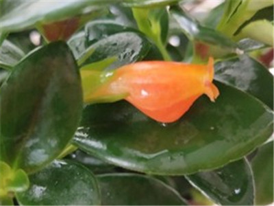 新买回的金鱼吊兰如何养护,金鱼吊兰怎么养才开花