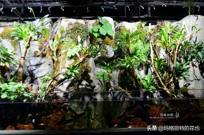 雨林缸可以养的蜥蜴,鱼缸改造封闭式雨林缸养蜥蜴