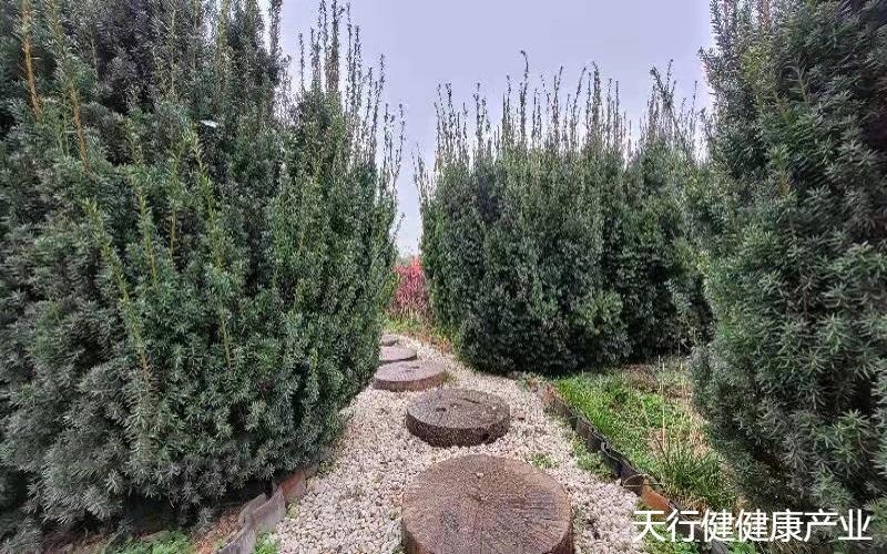 黑格斯曼地亚,曼地亚红豆杉春季