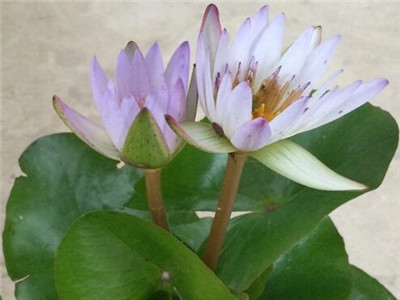 睡莲怎么种,盆养睡莲几天换一次水