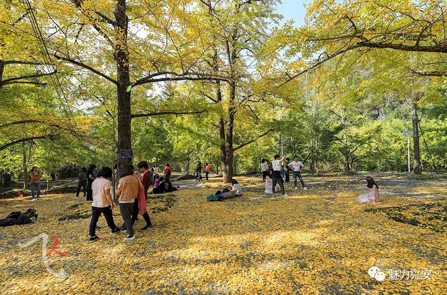 桂林兴安漠川银杏最佳观赏时间,桂林兴安漠川银杏网红打卡地