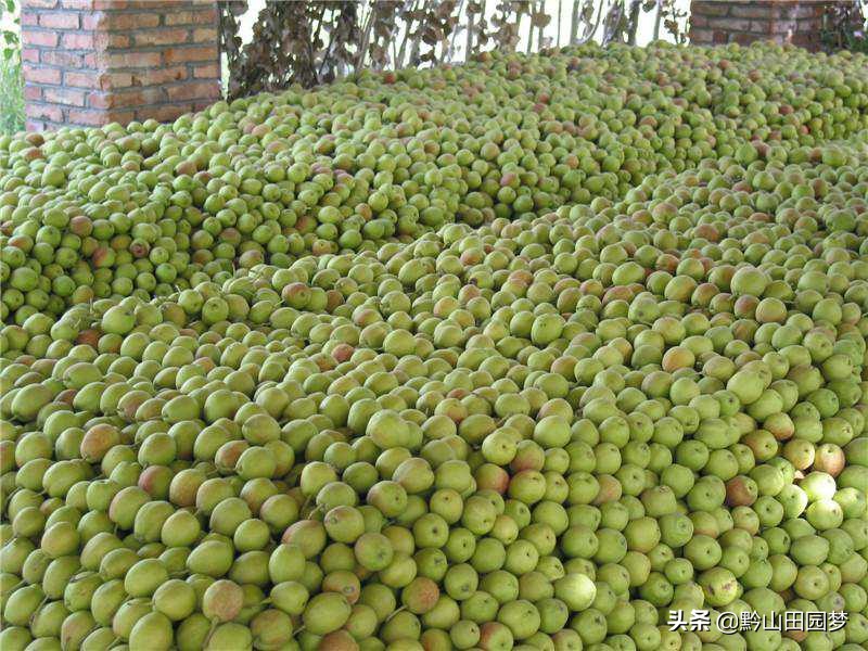 库尔勒的香梨别的地方很好吃,库尔勒珍珠香梨