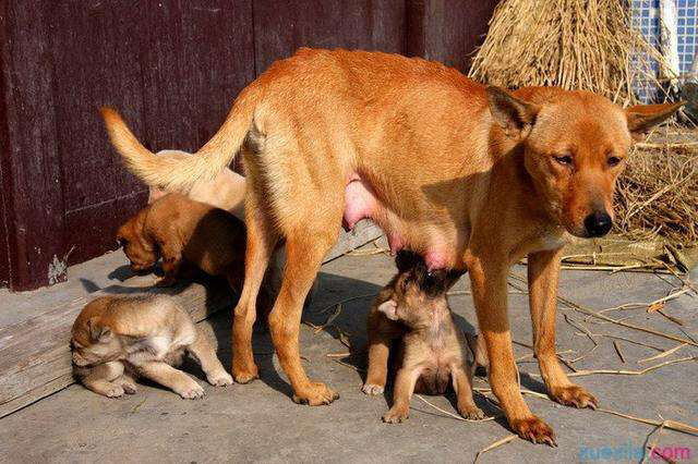 狗乳汁,中药狗奶根的功效