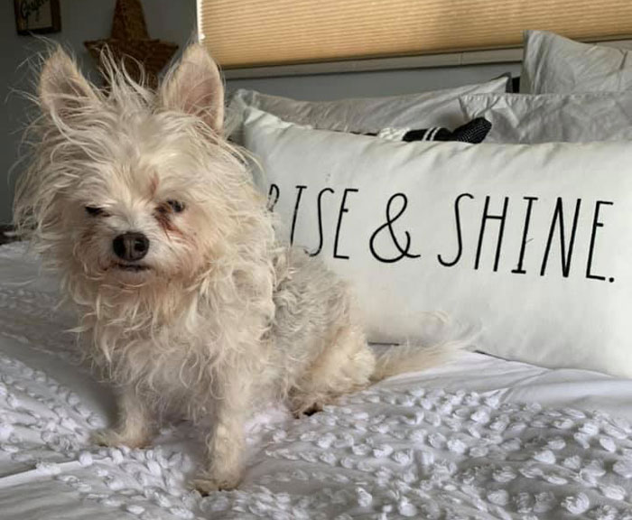 发狗狗丑照,狗狗最丑的照片和最好看的照片